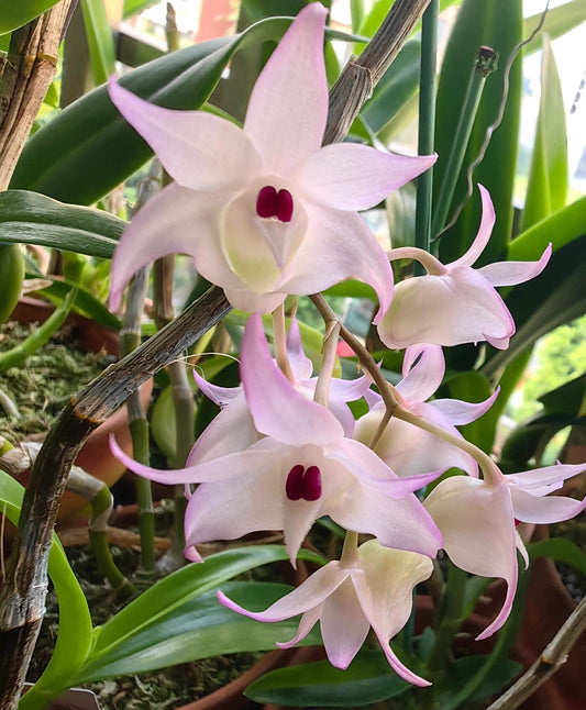 Dendrobium bifurcatum is an epiphytic orchid species native to Vietnam, first described by T. Yukawa in 2003. Belonging to the Dendrobium genus, it is part of the section Breviflora, characterized by pendulous, slender stems that are swollen towards the apex. These plants typically bloom on an inflorescence with 3–10 flowers.