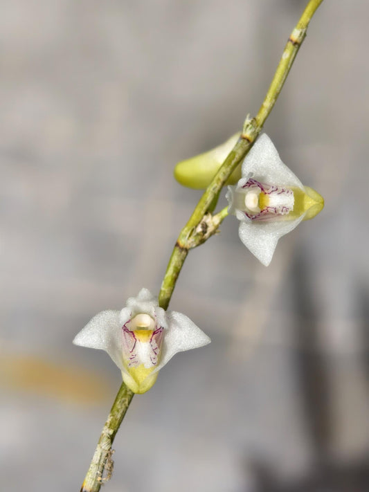 Dendrobium blumei is a distinctive orchid species first described by John Lindley in 1830. It is native to Southeast Asia, with habitats spanning Thailand, the Philippines, Sumatra, Java, Bali, and Borneo. This species typically thrives in moist, tropical lowland forests at elevations below 1,000 meters.