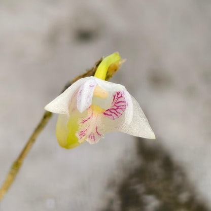 Dendrobium blumei is a distinctive orchid species first described by John Lindley in 1830. It is native to Southeast Asia, with habitats spanning Thailand, the Philippines, Sumatra, Java, Bali, and Borneo. This species typically thrives in moist, tropical lowland forests at elevations below 1,000 meters.