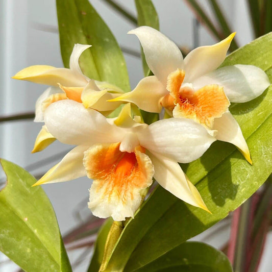 Dendrobium cariniferum, part of the Dendrobium section Formosae. Found across Southeast Asia—Chinese Himalayas, Assam, Myanmar, Thailand, Cambodia, Laos, Vietnam, and southwestern China—typically in montane, mossy, mixed, and coniferous forests at elevations between 450 to 1800 m.