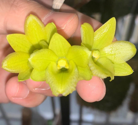 Dendrobium cerinum is a rare and beautiful orchid, native exclusively to Luzon in the Philippines, boasting waxy, yellow-green pendant flowers and a captivating form. Thriving in warm, humid conditions with bright but gentle light, it rewards growers with its graceful blooms and manageable care routine.