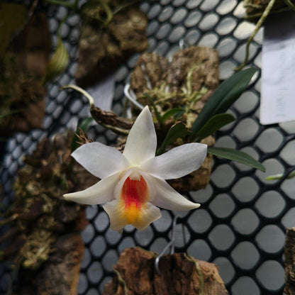 Dendrobium christyanum is a miniature epiphytic orchid native to the highland cloud forests of northern Vietnam, northern Thailand, and southwestern China. It thrives at elevations between 800 and 1,600 meters (2,600 to 5,200 feet), where it experiences cool, humid conditions, making it well-suited for cultivation in terrariums where temperature and humidity can be carefully managed.