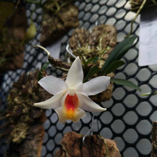 Dendrobium christyanum is a miniature epiphytic orchid native to the highland cloud forests of northern Vietnam, northern Thailand, and southwestern China. It thrives at elevations between 800 and 1,600 meters (2,600 to 5,200 feet), where it experiences cool, humid conditions, making it well-suited for cultivation in terrariums where temperature and humidity can be carefully managed.