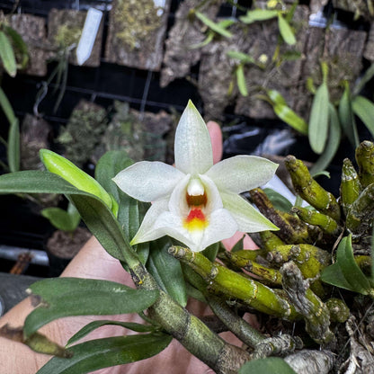 Dendrobium christyanum is a miniature epiphytic orchid native to the highland cloud forests of northern Vietnam, northern Thailand, and southwestern China. It thrives at elevations between 800 and 1,600 meters (2,600 to 5,200 feet), where it experiences cool, humid conditions, making it well-suited for cultivation in terrariums where temperature and humidity can be carefully managed.