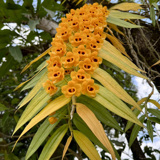 Dendrobium chrysanthum is a striking orchid species native to the western Himalayas, including regions of India, Nepal, Bhutan, Myanmar, Thailand, Laos, Vietnam, and parts of China (Yunnan, Guizhou, Guangxi, and Tibet). This species thrives in humid, mossy forests and valleys at elevations ranging from 700 to 2,500 meters above sea level, typically growing on tree trunks or wet rocks.