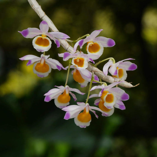 Dendrobium crystallinum is native to parts of Southeast Asia, including northeast India (Assam, Manipur), Myanmar, Thailand, Laos, Cambodia, Vietnam, and southern China (Yunnan, Hainan).
