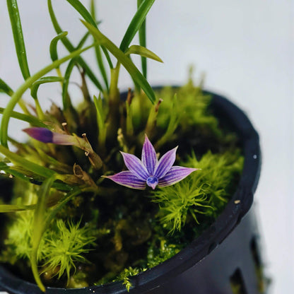 Dendrobium cyanocentrum is a captivating mini-miniature orchid species native to the montane rainforests of New Guinea and the Solomon Islands. First described by Rudolf Schlechter in 1906, it thrives at elevations ranging from 100 to 1,600 meters above sea level.