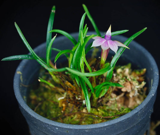 Dendrobium cyanocentrum is a captivating mini-miniature orchid species native to the montane rainforests of New Guinea and the Solomon Islands. First described by Rudolf Schlechter in 1906, it thrives at elevations ranging from 100 to 1,600 meters above sea level.
