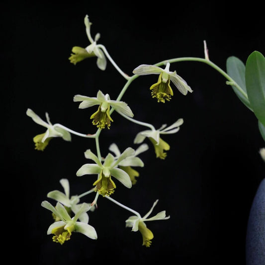 Dendrobium delacourii is a captivating miniature orchid species native to Southeast Asia, including Myanmar, Thailand, Laos, and Vietnam. This epiphytic orchid thrives in the deciduous forests of these regions, typically at elevations ranging from 200 to 1,300 meters.