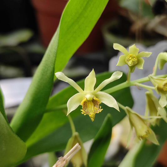 Dendrobium delacourii, described by Guillaumin in 1924, is an accepted species of the orchid genus Dendrobium. It naturally occurs across Southeast Asia, specifically in Thailand, Vietnam, Laos, Myanmar, and possibly parts of Cambodia and Assam/Bangladesh.