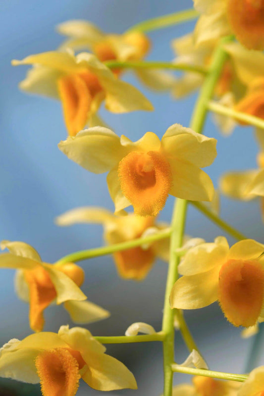 Dendrobium densiflorum is an epiphytic or lithophytic species, typically found growing on moss-covered tree trunks or rocks in mountainous regions of the Himalayas, southern China, Nepal, Myanmar, Thailand, Vietnam, and adjacent areas. It naturally occurs at elevations ranging from approximately 400 to 1,830 meters.