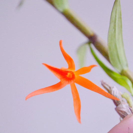 Dendrobium dickasonii is a striking miniature orchid native to the cool montane regions of Southeast Asia. It was first described by L.O. Williams in 1940 and is found growing on rhododendron bushes at elevations of 1,500 to 1,800 meters in India, Myanmar, and Thailand.