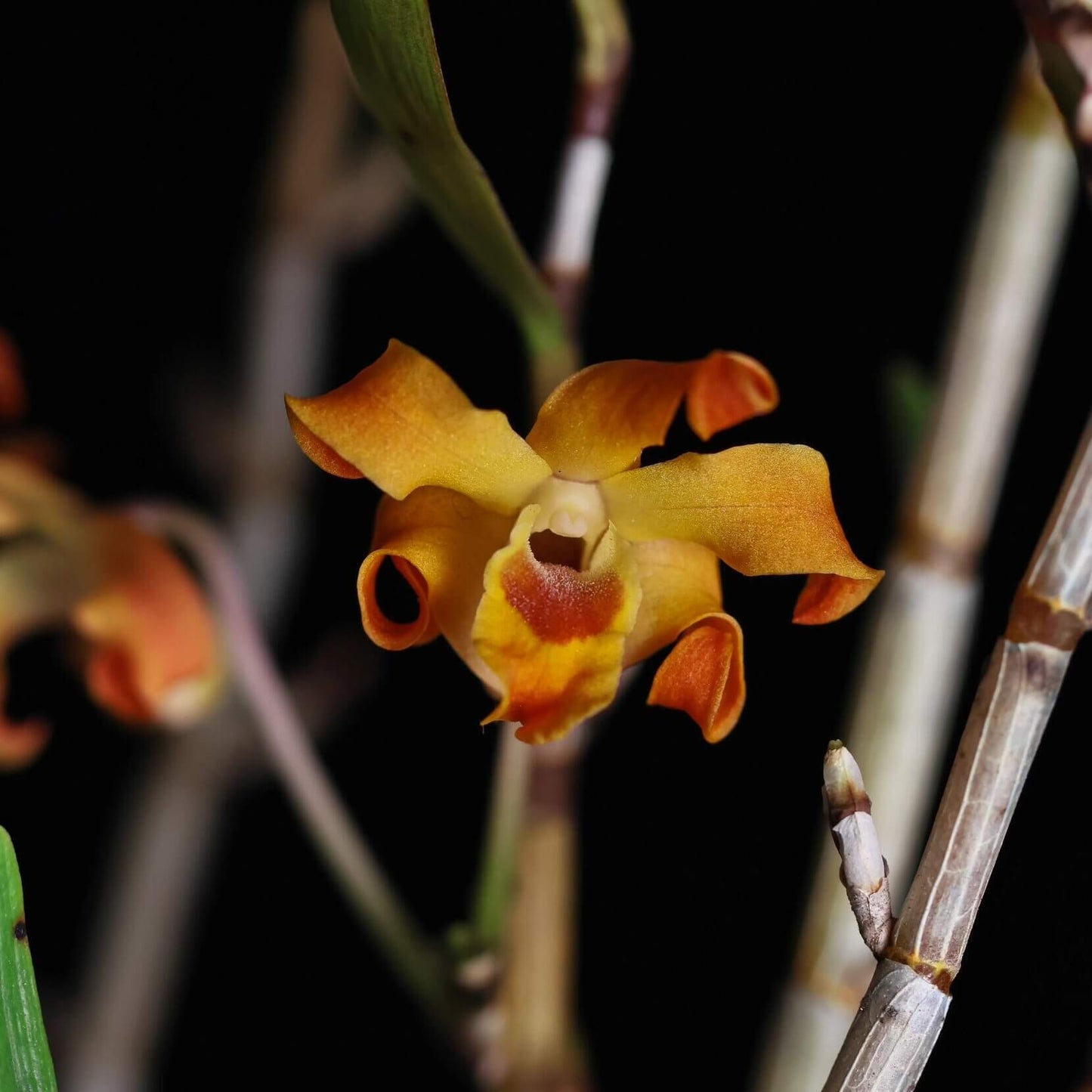 Dendrobium fanjingshanense is a rare and striking miniature orchid species native to the cloud forests of Guizhou Province in southern-central China, typically found at elevations of 800–1500 meters above sea level.