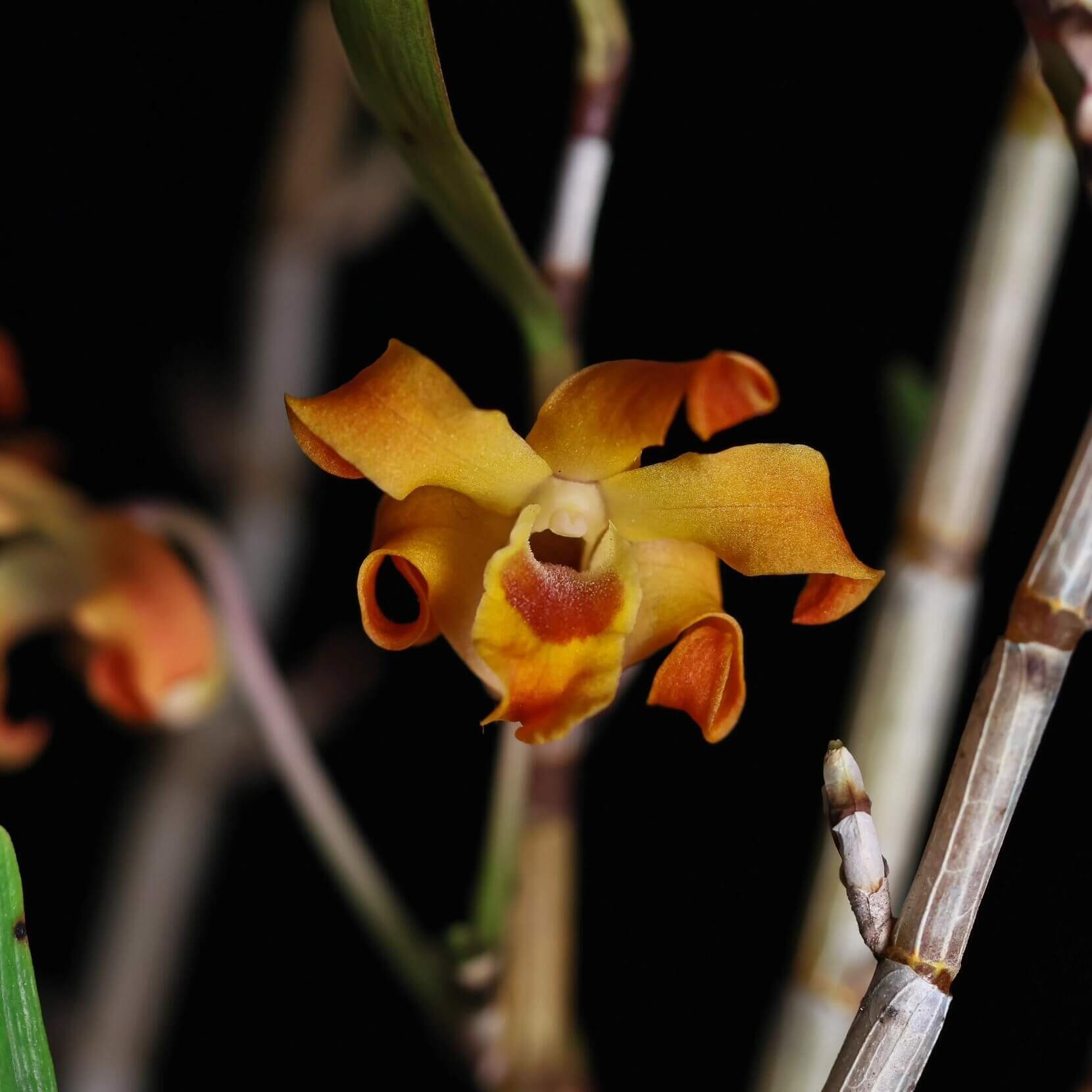 Dendrobium fanjingshanense is a rare and striking miniature orchid species native to the cloud forests of Guizhou Province in southern-central China, typically found at elevations of 800–1500 meters above sea level.