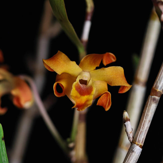 Dendrobium fanjingshanense is a rare and striking miniature orchid species native to the cloud forests of Guizhou Province in southern-central China, typically found at elevations of 800–1500 meters above sea level.