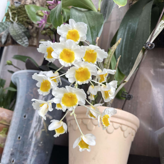 Dendrobium farmeri is a striking orchid species native to Southeast Asia, including regions like the eastern Himalayas, Assam, Nepal, Myanmar, Thailand, Laos, and Malaysia. It thrives in humid, tropical environments at elevations ranging from 150 to 1,000 meters above sea level. It is characterized by its four-angled pseudobulbs and produces clusters of pendulous flowers, typically blooming in spring.