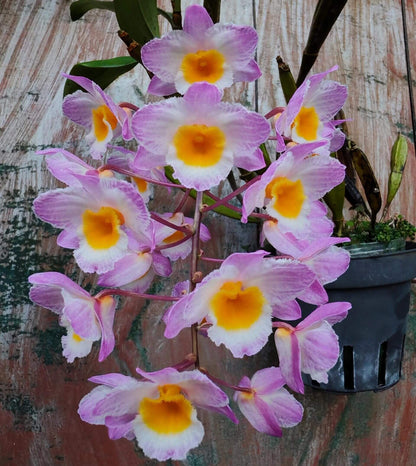 Dendrobium farmeri Pink Form is a captivating orchid variety, renowned for its delicate pink flowers and vibrant yellow lip. The flowers are small and fragrant, arranged in cascading sprays. The petals and sepals feature a soft pink hue, while the lip is bright yellow, often with a white fringe, creating a striking contrast that enhances the overall beauty of the plant.