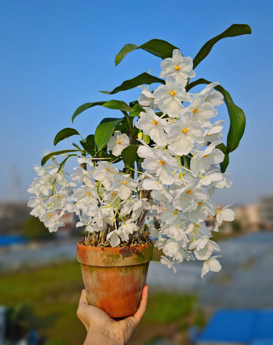 A strikingly rare pure‑white (album) form of Dendrobium farmeri, distinguished by its petaloid lip that mirrors the other petals—making this a highly unusual double mutation. The compact, vigorous plant blooms in spring on both new and old canes, sending out pendulous inflorescences up to 8″ long, covered in fragrant, daisy‑like white flowers (~2–2.5″ across) with yellow anther caps. Native to the eastern Himalayas and Southeast Asia (500–3,300 ft), it thrives in shaded, well‑ventilated conditions.