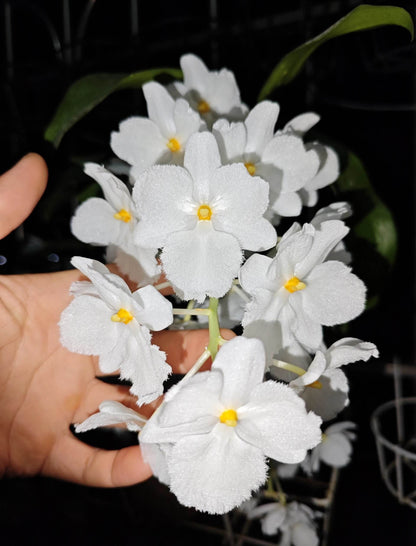 A strikingly rare pure‑white (album) form of Dendrobium farmeri, distinguished by its petaloid lip that mirrors the other petals—making this a highly unusual double mutation. The compact, vigorous plant blooms in spring on both new and old canes, sending out pendulous inflorescences up to 8″ long, covered in fragrant, daisy‑like white flowers (~2–2.5″ across) with yellow anther caps. Native to the eastern Himalayas and Southeast Asia (500–3,300 ft), it thrives in shaded, well‑ventilated conditions.