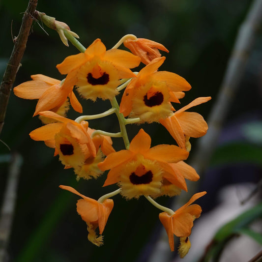 Dendrobium fimbriatum is native to the Himalayas (India, Nepal, Bhutan, and Bangladesh), southern China (Yunnan, Guangxi, and Guizhou), and Indochina—including Myanmar, Thailand, Laos, Vietnam, and Peninsular Malaysia. It grows epiphytically on trees, lithophytically on damp rocks, or terrestrially in humid, mossy forests at elevations ranging from about 500 to 2,400 meters.