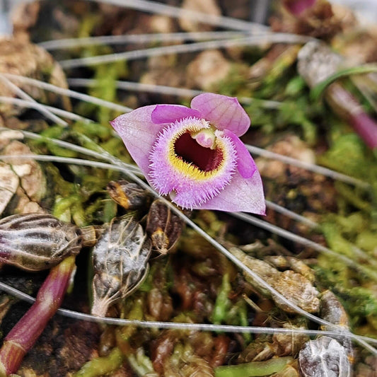 Dendrobium fuscifaucium is a rare and captivating miniature orchid species, first described in 2022. Native to the limestone-rich mountains of Kasi District in Vientiane Province, Laos. This orchid is very small, making it perfect for terrariums where space and humidity can be carefully controlled.