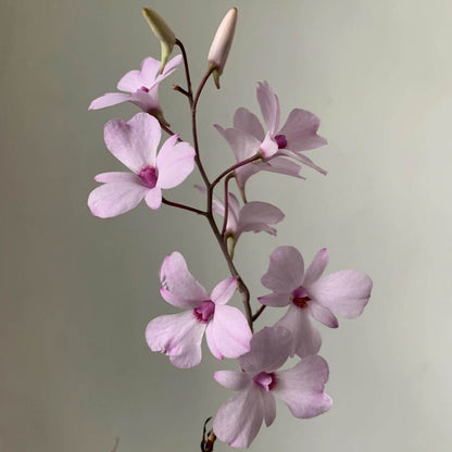 Dendrobium fytchianum is native to Myanmar (formerly Burma) and Malaysia, where it typically grows as an epiphyte on exposed tree branches overlooking rivers, at elevations of approximately 46–610 meters above sea level.