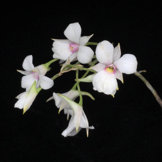 Dendrobium fytchianum is native to Myanmar (formerly Burma) and Malaysia, where it typically grows as an epiphyte on exposed tree branches overlooking rivers, at elevations of approximately 46–610 meters above sea level.