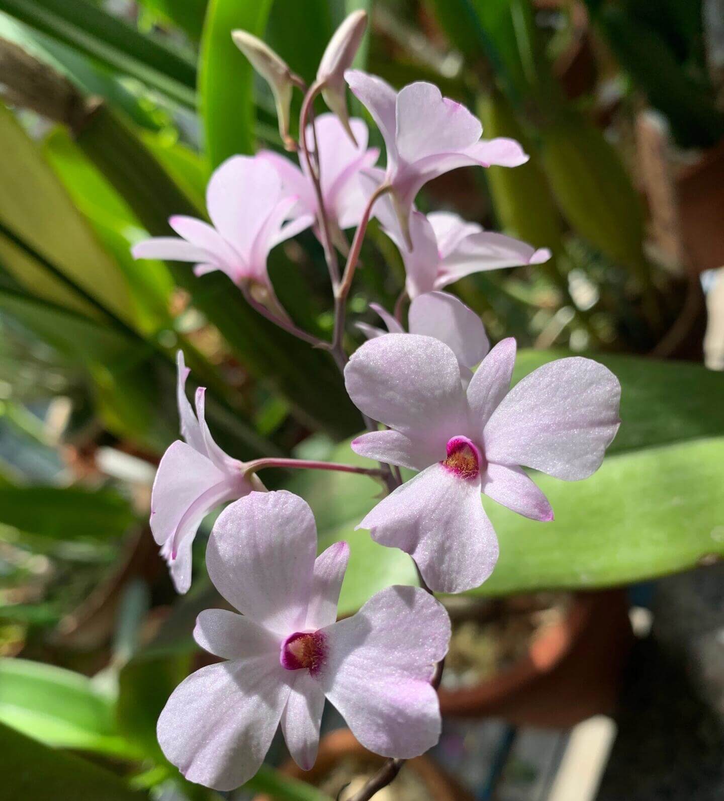 Dendrobium fytchianum is native to Myanmar (formerly Burma) and Malaysia, where it typically grows as an epiphyte on exposed tree branches overlooking rivers, at elevations of approximately 46–610 meters above sea level.