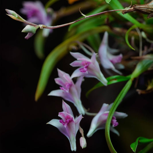 Dendrobium garrettii Seidenf. (1985) is an accepted species of miniature orchid endemic to Thailand, where it grows as an epiphyte in montane forests at elevations around 1800 meters.