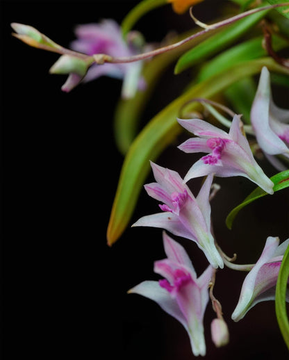 Dendrobium garrettii Seidenf. (1985) is an accepted species of miniature orchid endemic to Thailand, where it grows as an epiphyte in montane forests at elevations around 1800 meters.