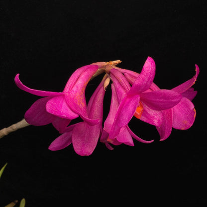 Dendrobium glomeratum is a striking epiphytic orchid native to the Moluccas and Sulawesi in Indonesia. This species is celebrated for its vibrant purple flowers with bright orange lips, which bloom in dense clusters along pendulous canes.