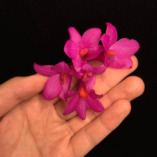 Dendrobium glomeratum is a striking epiphytic orchid native to the Moluccas and Sulawesi in Indonesia. This species is celebrated for its vibrant purple flowers with bright orange lips, which bloom in dense clusters along pendulous canes.