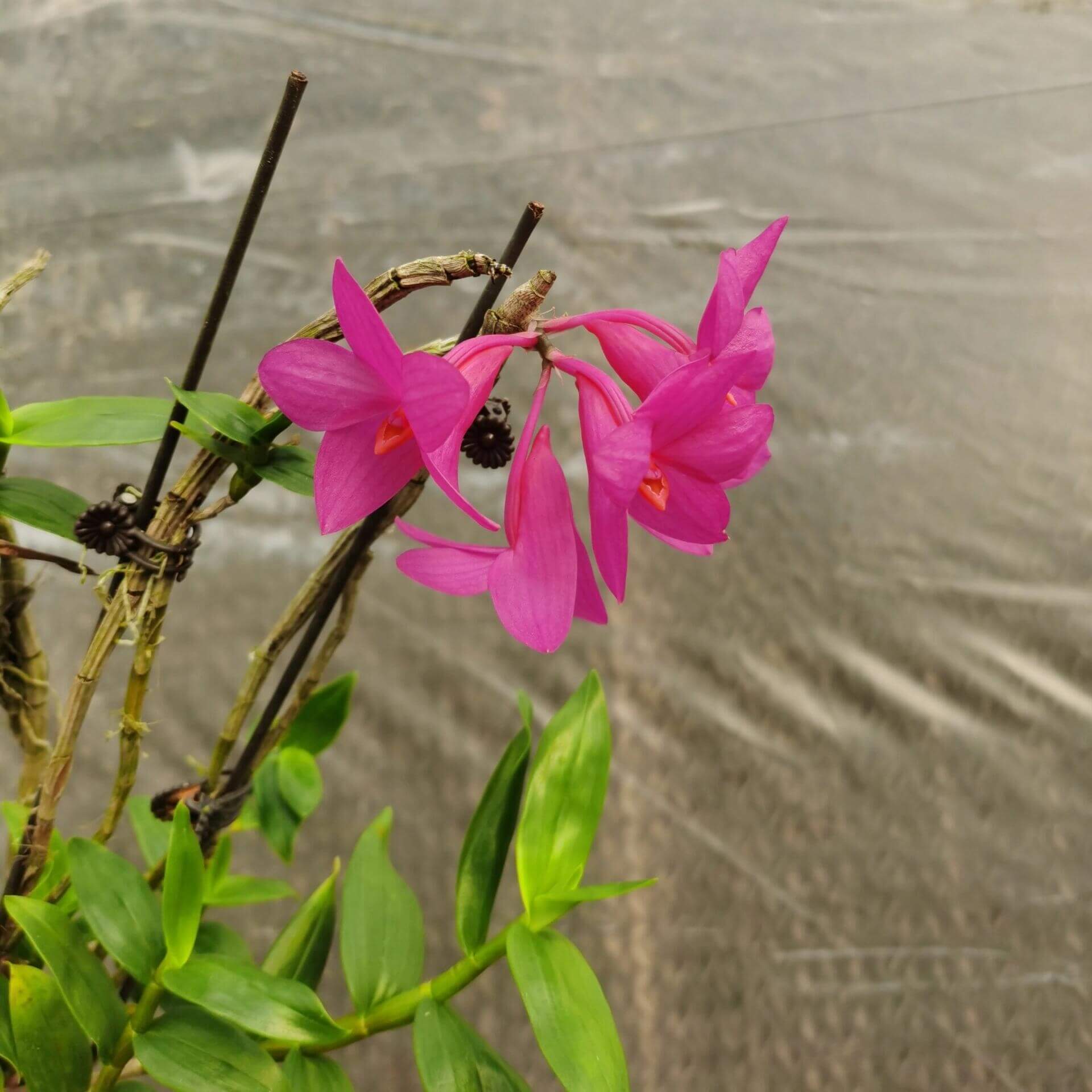 Dendrobium glomeratum is a striking epiphytic orchid native to the Moluccas and Sulawesi in Indonesia. This species is celebrated for its vibrant purple flowers with bright orange lips, which bloom in dense clusters along pendulous canes.