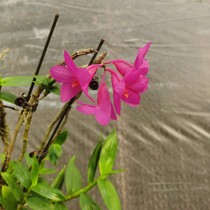 Dendrobium glomeratum is a striking epiphytic orchid native to the Moluccas and Sulawesi in Indonesia. This species is celebrated for its vibrant purple flowers with bright orange lips, which bloom in dense clusters along pendulous canes.