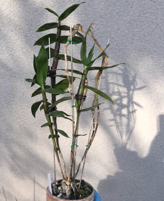 Dendrobium goldschmidtianum is a vibrant epiphytic orchid native to the jungles of Taiwan (Lan Yu Island) and the Philippines. It thrives at elevations of approximately 300 meters above sea level, growing on Ficus trees in humid, tropical environments.