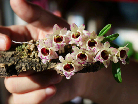 Dendrobium hekouense is a captivating miniature orchid species native to the subtropical highlands of Yunnan, China, and northern Vietnam. First described in 2011, it thrives in cool, humid environments at elevations of 1,000 to 2,000 meters above sea level, making it well-suited for terrariums.