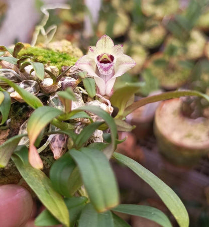 Dendrobium hekouense is a captivating miniature orchid species native to the subtropical highlands of Yunnan, China, and northern Vietnam. First described in 2011, it thrives in cool, humid environments at elevations of 1,000 to 2,000 meters above sea level, making it well-suited for terrariums.