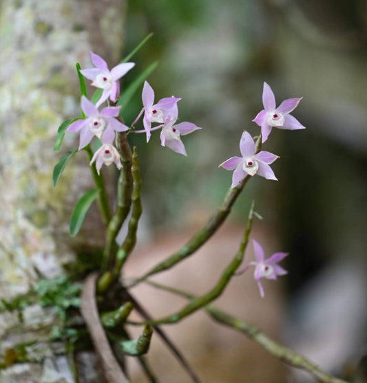 Dendrobium hercoglossum, first described in 1886 by Reichenbach, derives its name from the Greek herkos (“fence”) and glossa (“tongue”), a reference to its distinctive divided lip. Native to Southeast Asia—including Myanmar, Thailand, Vietnam, Cambodia, Malaysia, Laos, southern China, and the Philippines—it typically inhabits evergreen and montane forests at elevations of 50 to 1,200 meters, often growing near streams.