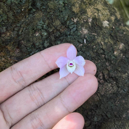 Dendrobium hercoglossum, first described in 1886 by Reichenbach, derives its name from the Greek herkos (“fence”) and glossa (“tongue”), a reference to its distinctive divided lip. Native to Southeast Asia—including Myanmar, Thailand, Vietnam, Cambodia, Malaysia, Laos, southern China, and the Philippines—it typically inhabits evergreen and montane forests at elevations of 50 to 1,200 meters, often growing near streams.