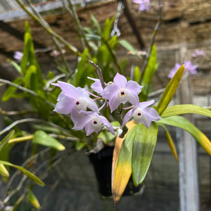 Dendrobium hercoglossum, first described in 1886 by Reichenbach, derives its name from the Greek herkos (“fence”) and glossa (“tongue”), a reference to its distinctive divided lip. Native to Southeast Asia—including Myanmar, Thailand, Vietnam, Cambodia, Malaysia, Laos, southern China, and the Philippines—it typically inhabits evergreen and montane forests at elevations of 50 to 1,200 meters, often growing near streams.