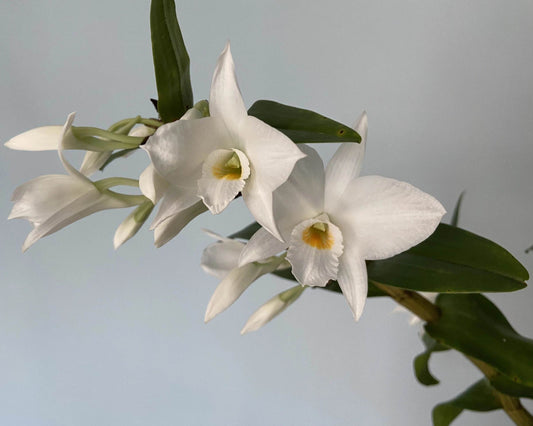 Dendrobium infundibulum is found across northern Indochina (Laos, Thailand, Vietnam, and Myanmar), southern China (Yunnan), Assam in India, and parts of Bangladesh. It is a medium- to large-sized epiphyte—occasionally lithophytic—that thrives in deciduous and semi-deciduous forests at elevations of 200–2,300 meters.