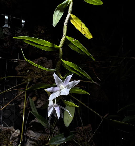 Dendrobium klabatense is a small epiphytic orchid species native to the montane forests of North Sulawesi, Indonesia. It thrives at elevations between 500 and 1150 meters, typically growing as an epiphyte on trees in volcanic slopes.