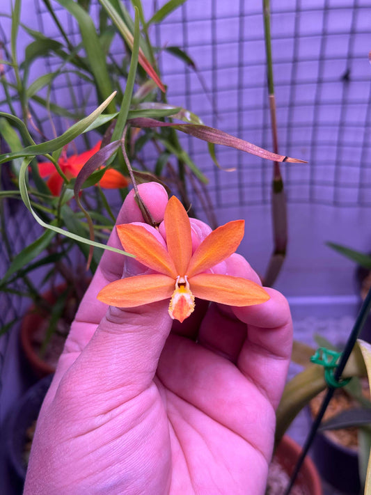 Dendrobium lawiense is a medium-sized epiphytic orchid native to northern Sarawak, Borneo, thriving in cool, montane environments at elevations of around 1,300 meters in lower montane mossy ridge forests.