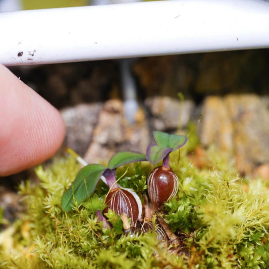 Dendrobium leucocyanum is a miniature orchid species native to the high-altitude montane forests of northern Papua New Guinea. It thrives at elevations between 2,130 and 2,590 meters, where it grows as a cold-loving, mat-forming epiphyte.