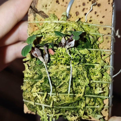 Dendrobium leucocyanum is a miniature orchid species native to the high-altitude montane forests of northern Papua New Guinea. It thrives at elevations between 2,130 and 2,590 meters, where it grows as a cold-loving, mat-forming epiphyte.