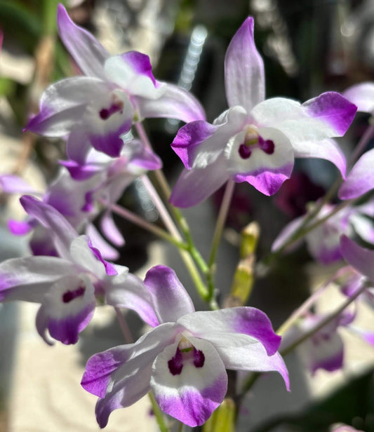 Dendrobium linawianum