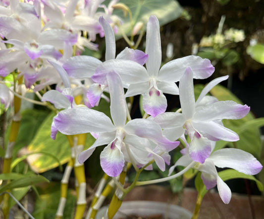Dendrobium linawianum fma. coerulea is native to China and Vietnam, thriving in subtropical broadleaf forests at elevations of 400–1,500 meters.