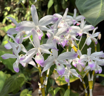Dendrobium linawianum fma. coerulea is native to China and Vietnam, thriving in subtropical broadleaf forests at elevations of 400–1,500 meters.