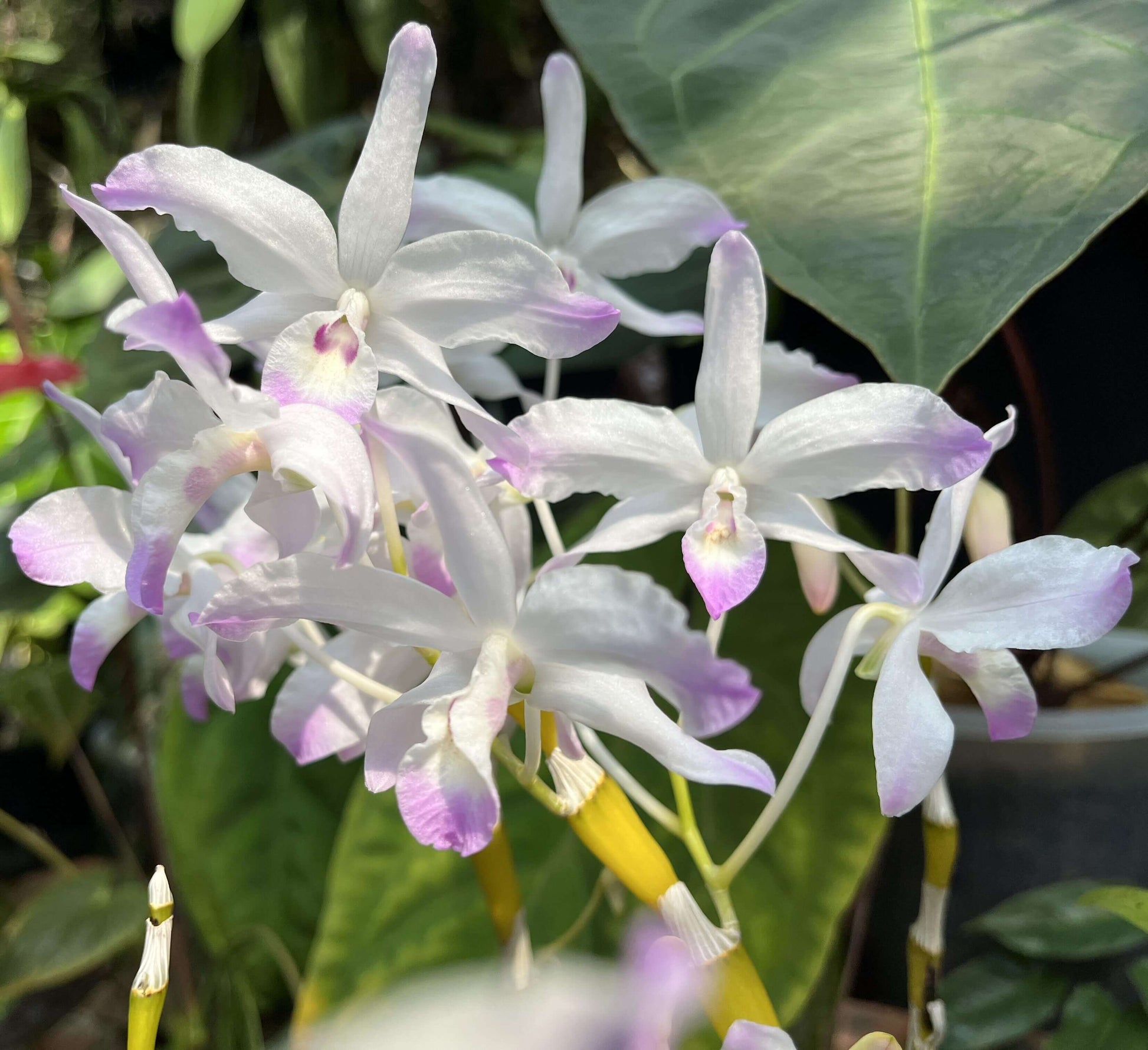 Dendrobium linawianum fma. coerulea is native to China and Vietnam, thriving in subtropical broadleaf forests at elevations of 400–1,500 meters.