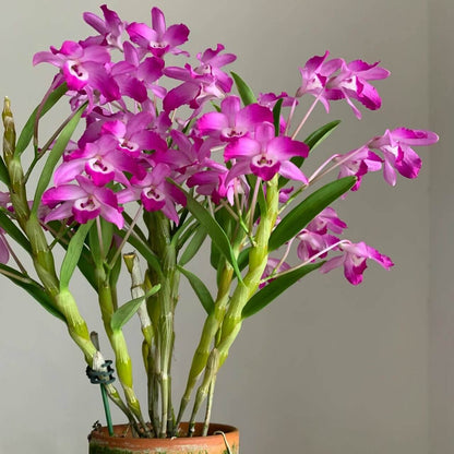 Dendrobium linawianum fma. rubra is native to China and Vietnam, thriving in subtropical broadleaf forests at elevations of 400–1,500 meters.